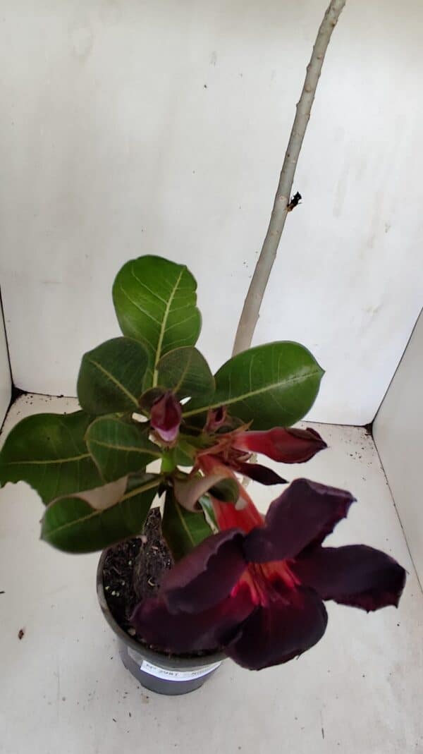 Planta Simples 2981 – 35cm – 03 anos - Imagem 5
