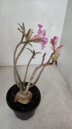 Planta Simples 3039 – 30cm – 03 anos - Imagem 6