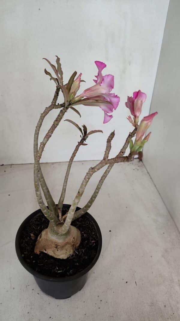 Planta Simples 3039 – 30cm – 03 anos - Imagem 6