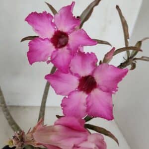 Planta Simples 3039 – 30cm – 03 anos