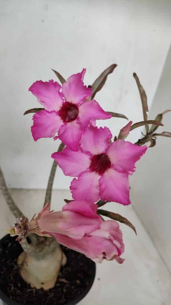 Planta Simples 3039 – 30cm – 03 anos - Imagem 1