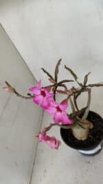 Planta Simples 3039 – 30cm – 03 anos - Imagem 4