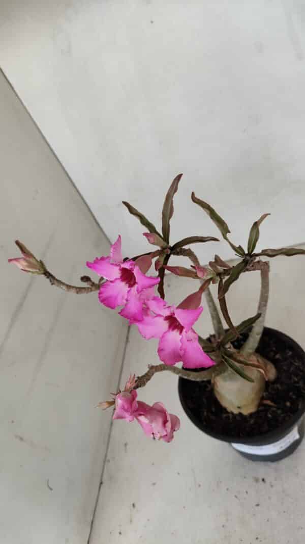 Planta Simples 3039 – 30cm – 03 anos - Imagem 4