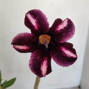 Planta Simples 3080 – 30cm – 02 anos