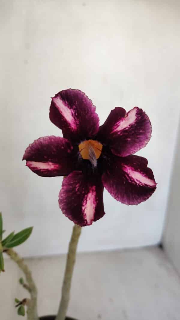 Planta Simples 3080 – 30cm – 02 anos - Imagem 1