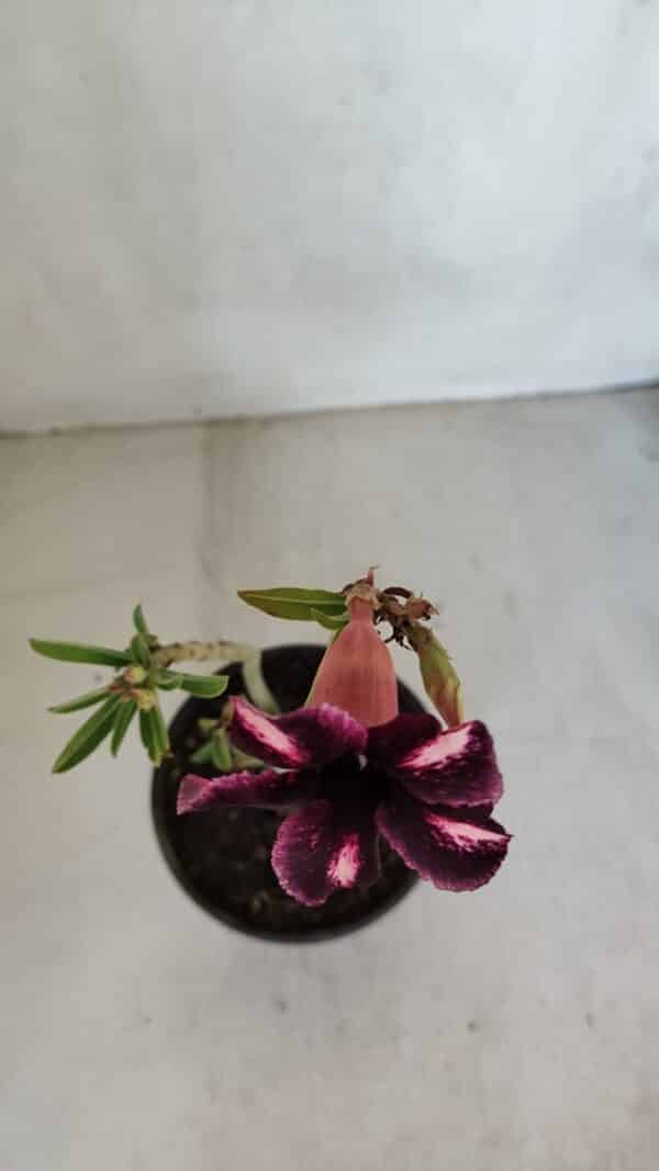 Planta Simples 3080 – 30cm – 02 anos - Imagem 4