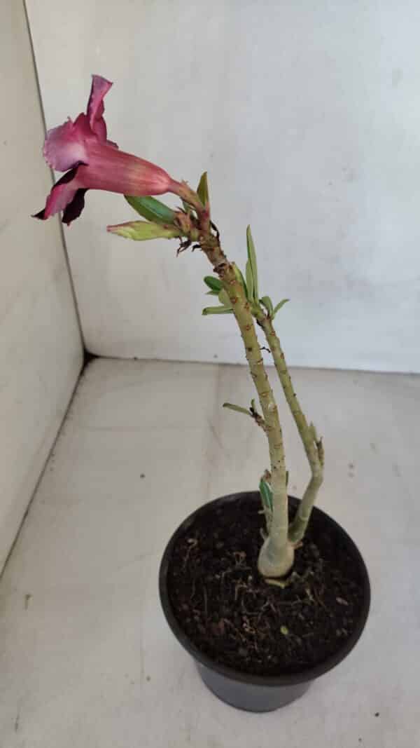 Planta Simples 3080 – 30cm – 02 anos - Imagem 6