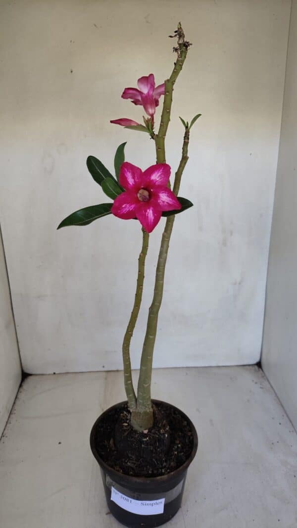 Planta Simples 3081 – 35cm – 03 anos - Imagem 2