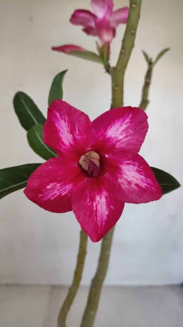 Planta Simples 3081 – 35cm – 03 anos - Imagem 1