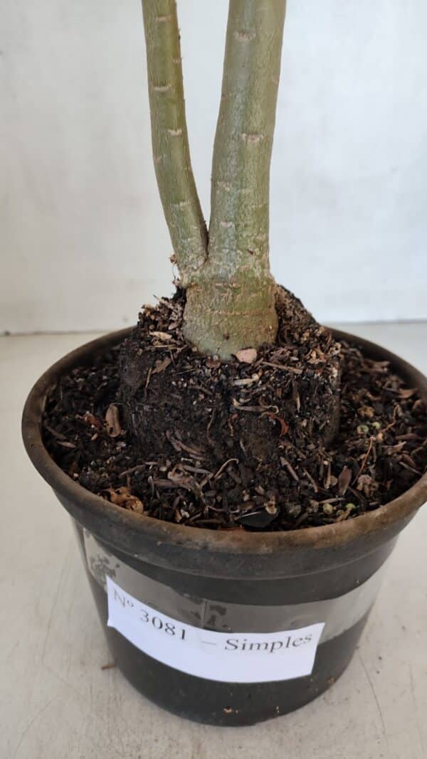 Planta Simples 3081 – 35cm – 03 anos - Imagem 7