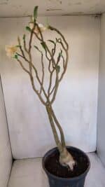 Planta Simples 3082 – 50cm – 03 anos - Imagem 6