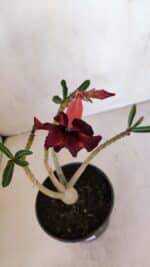 Planta Simples 3083 – 30cm – 02 anos - Imagem 4