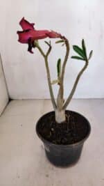 Planta Simples 3083 – 30cm – 02 anos - Imagem 6