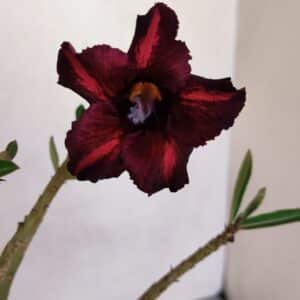 Planta Simples 3083 – 30cm – 02 anos