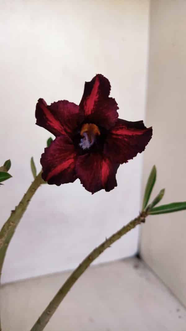 Planta Simples 3083 – 30cm – 02 anos - Imagem 1
