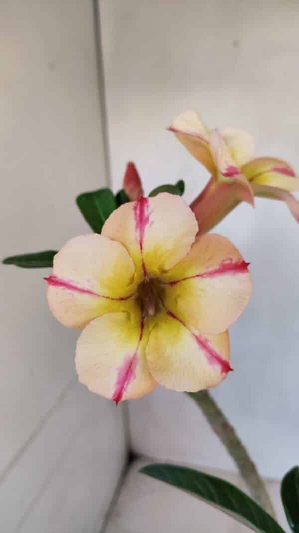 Planta Simples 3084 – 30cm – 03 anos - Imagem 1