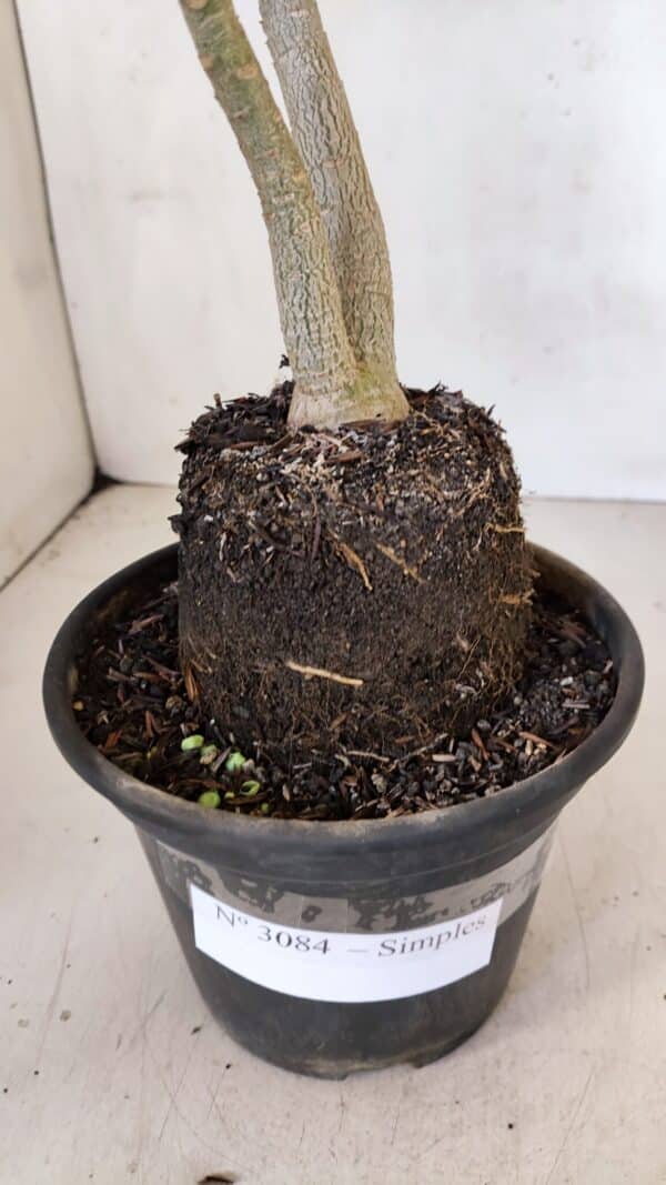 Planta Simples 3084 – 30cm – 03 anos - Imagem 9