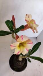 Planta Simples 3084 – 30cm – 03 anos - Imagem 6