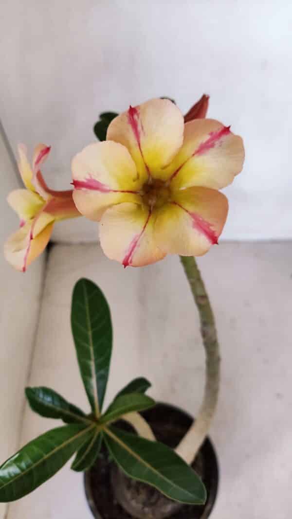 Planta Simples 3084 – 30cm – 03 anos - Imagem 5