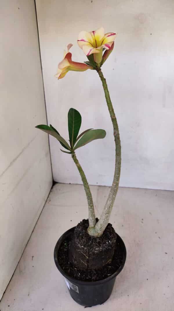 Planta Simples 3084 – 30cm – 03 anos - Imagem 8
