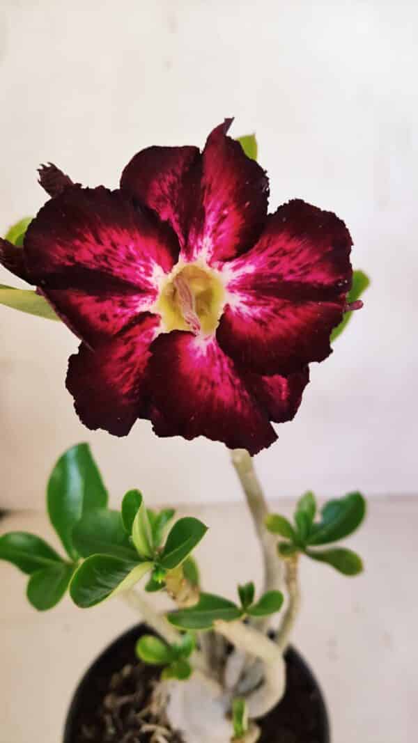 Planta Simples 3085 – 30cm – 02 anos - Imagem 1