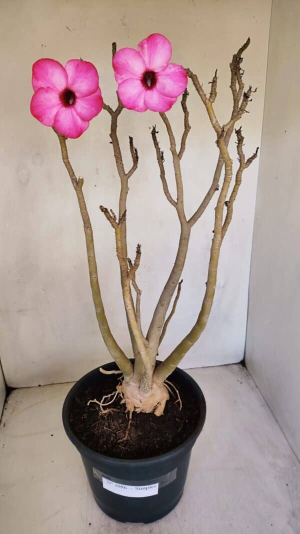 Planta Simples 3086 – 45cm – 04 anos - Imagem 2