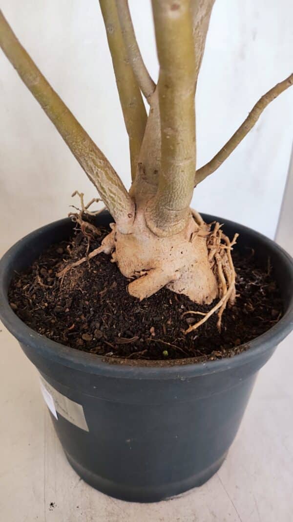 Planta Simples 3086 – 45cm – 04 anos - Imagem 7