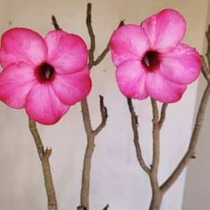 Planta Simples 3086 – 45cm – 04 anos