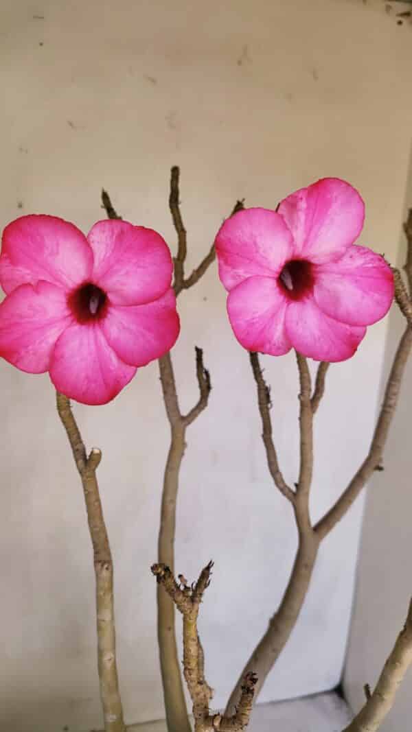 Planta Simples 3086 – 45cm – 04 anos - Imagem 1