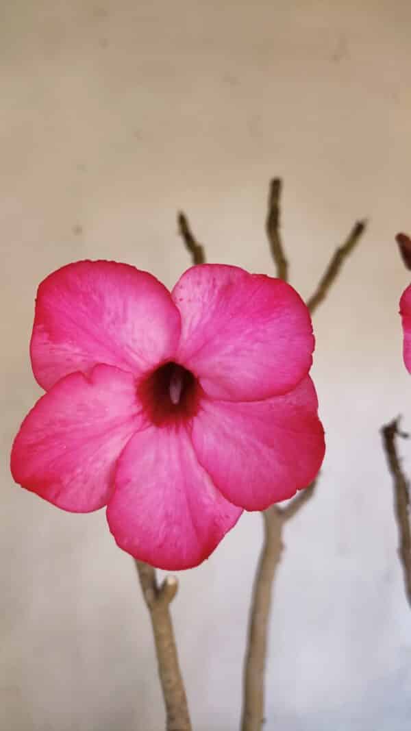 Planta Simples 3086 – 45cm – 04 anos - Imagem 5