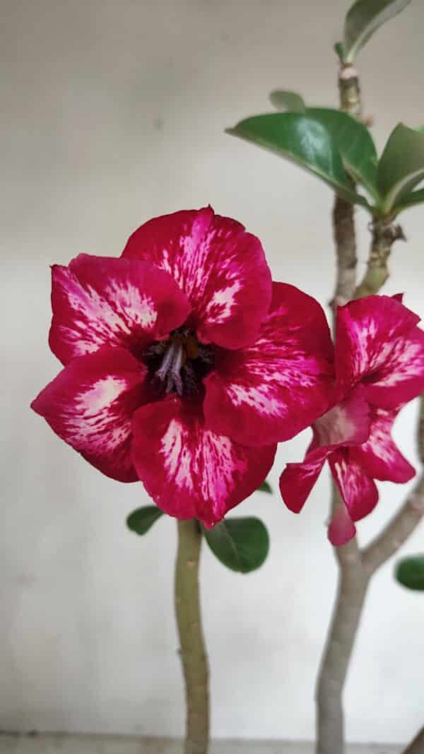 Planta Simples 3087 – 40cm – 03 anos - Imagem 1
