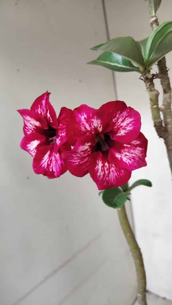 Planta Simples 3087 – 40cm – 03 anos - Imagem 4