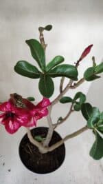 Planta Simples 3087 – 40cm – 03 anos - Imagem 5