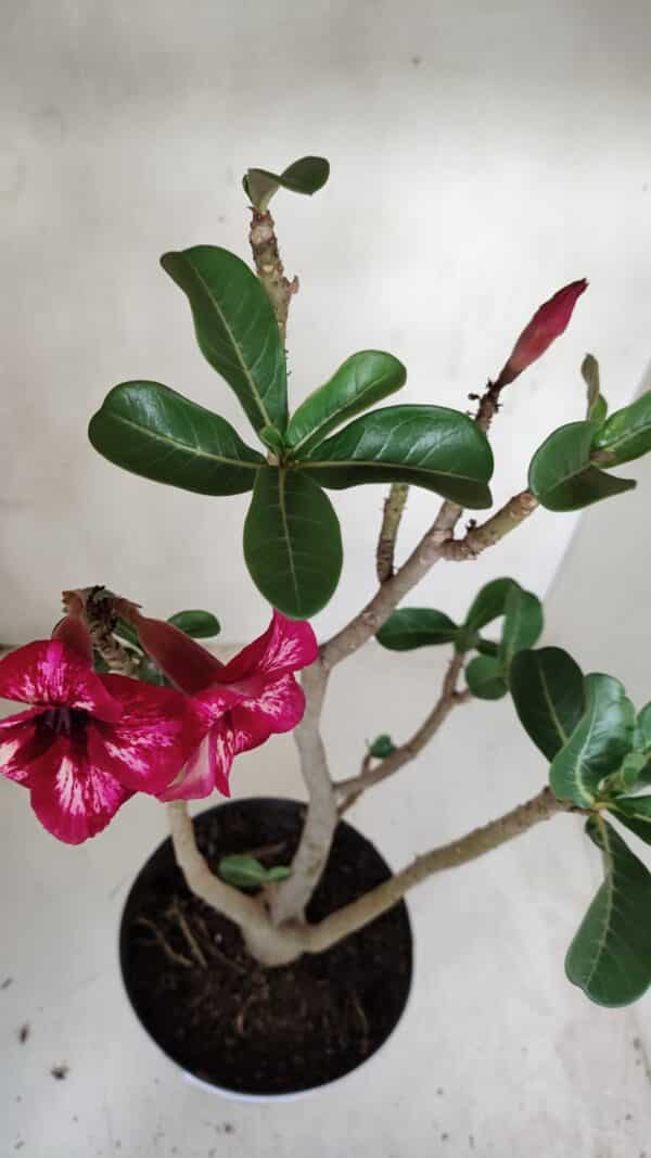 Planta Simples 3087 – 40cm – 03 anos - Imagem 5