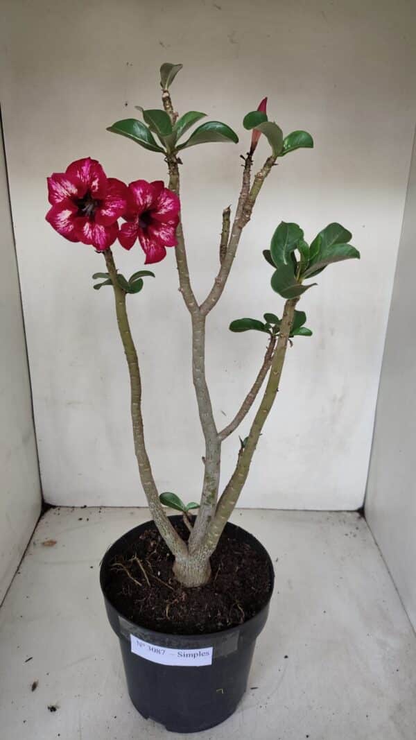 Planta Simples 3087 – 40cm – 03 anos - Imagem 7