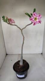 Planta Simples 3088 – 35cm – 03 anos - Imagem 2