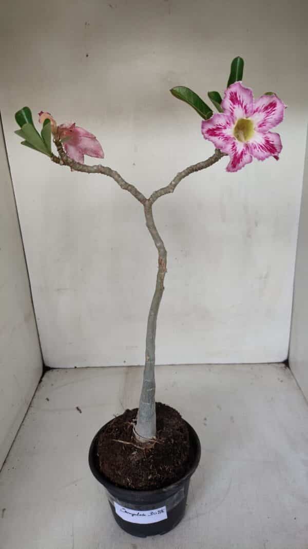 Planta Simples 3088 – 35cm – 03 anos - Imagem 2