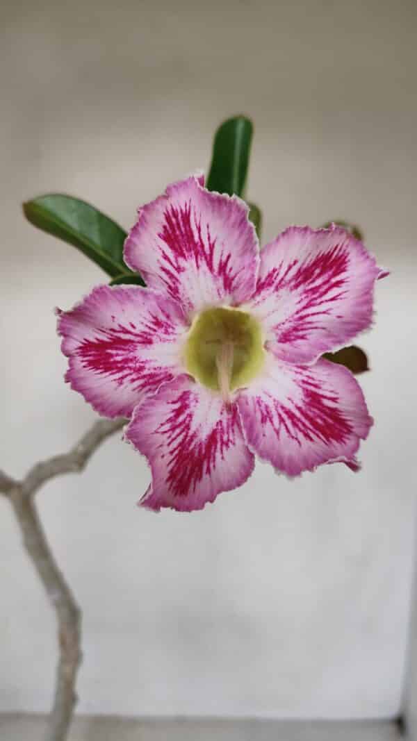 Planta Simples 3088 – 35cm – 03 anos - Imagem 1