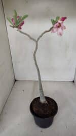 Planta Simples 3088 – 35cm – 03 anos - Imagem 5