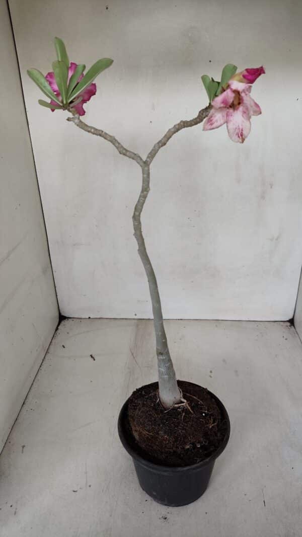 Planta Simples 3088 – 35cm – 03 anos - Imagem 5