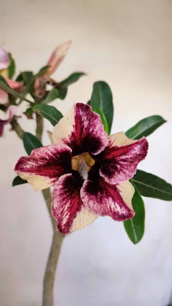 Planta Simples 3089 – 30cm – 02 anos - Imagem 1