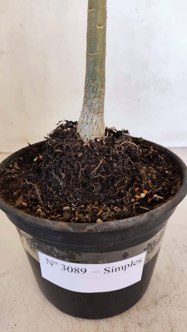 Planta Simples 3089 – 30cm – 02 anos - Imagem 8