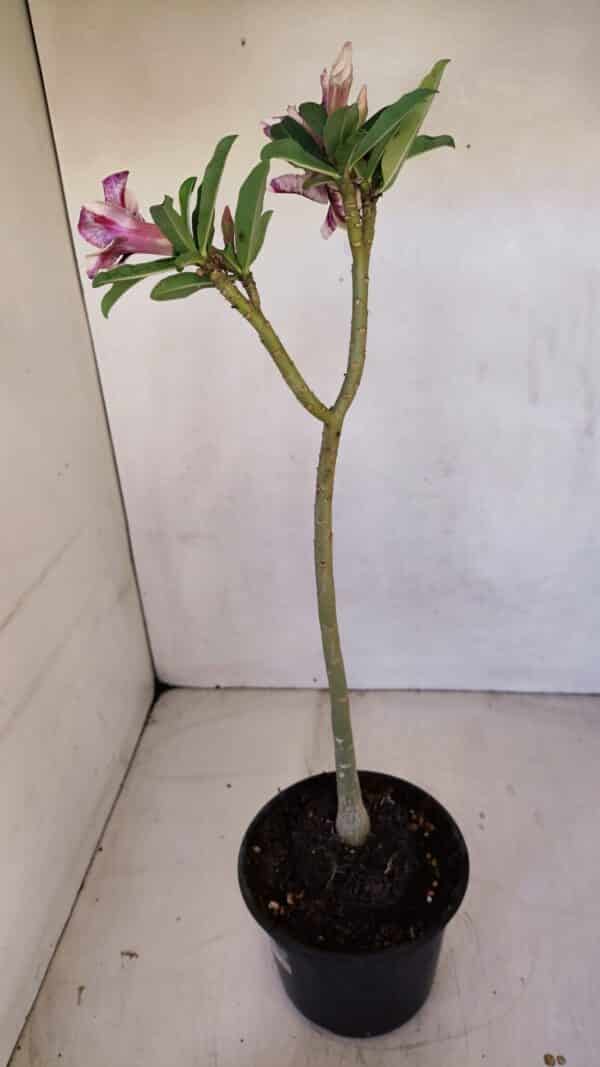 Planta Simples 3089 – 30cm – 02 anos - Imagem 7