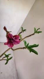Planta Simples 3090 – 35cm – 03 anos - Imagem 4