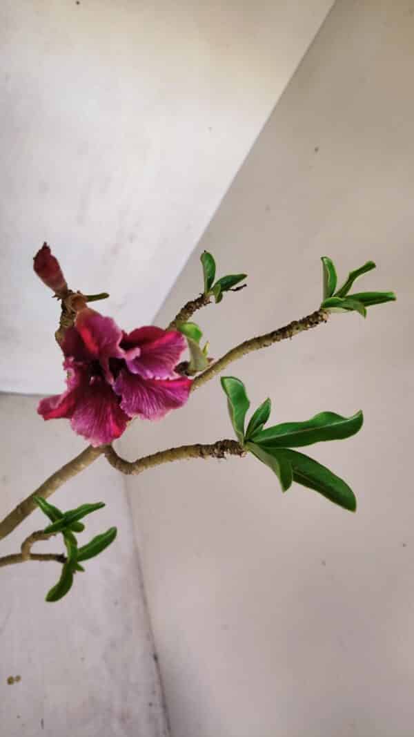 Planta Simples 3090 – 35cm – 03 anos - Imagem 4