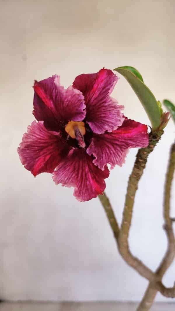 Planta Simples 3090 – 35cm – 03 anos - Imagem 1