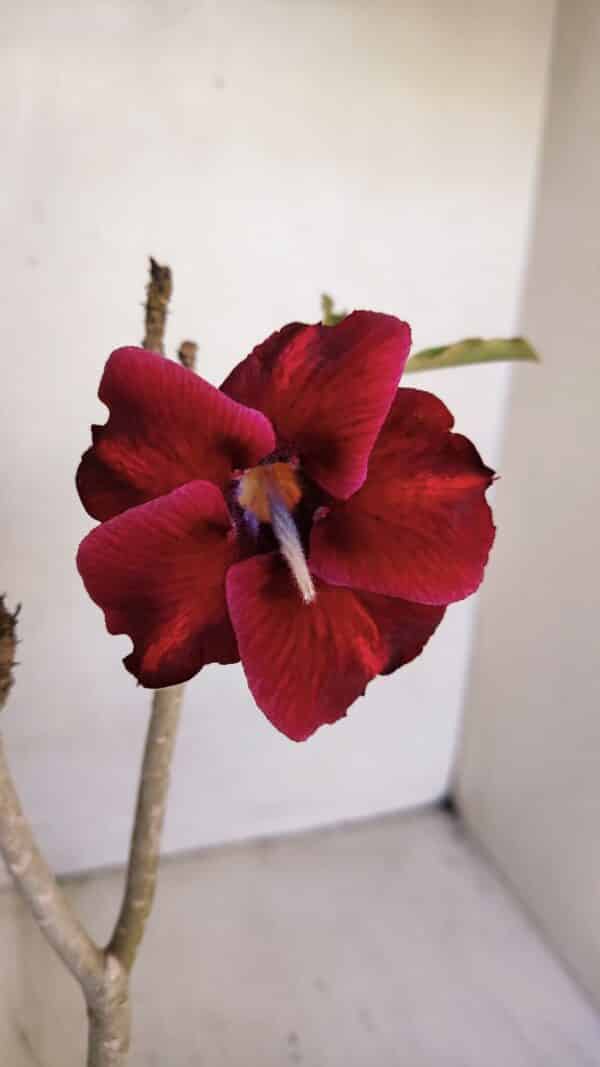 Planta Simples 3091 – 35cm – 03 anos - Imagem 1