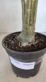 Planta Simples 3092 – 40cm – 03 anos - Imagem 8