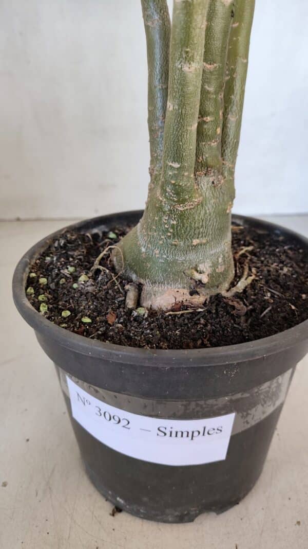 Planta Simples 3092 – 40cm – 03 anos - Imagem 8