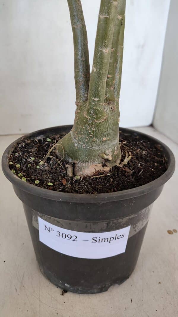 Planta Simples 3092 – 40cm – 03 anos - Imagem 5